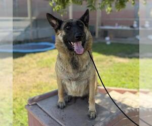 German Shepherd Dog Dogs for adoption in Modesto, CA, USA