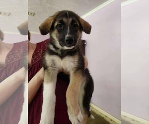 Great Pyrenees-Unknown Mix Dogs for adoption in Princeton, MN, USA