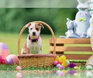 Australian Shepherd-Unknown Mix Dogs for adoption in Garner, NC, USA