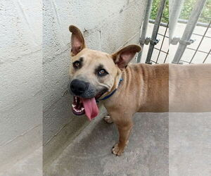 American Pit Bull Terrier-Unknown Mix Dogs for adoption in Monticello, MS, USA