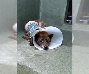 Akita-Unknown Mix Dogs for adoption in Downey, CA, USA