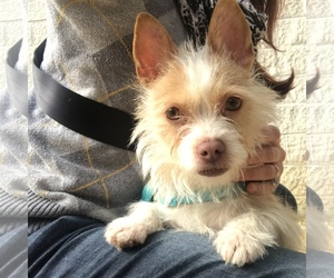 Medium Photo #1 Mutt Puppy For Sale in Philadelphia, PA, USA