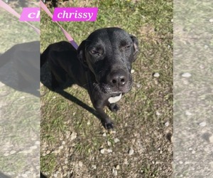 Labrador Retriever-Unknown Mix Dogs for adoption in Sheboygan, WI, USA