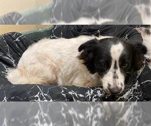 Border Collie Dogs for adoption in Waco, TX, USA