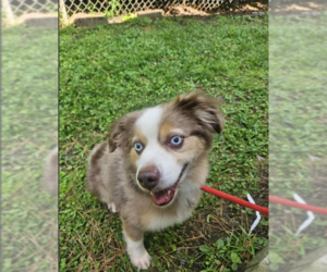 Australian Shepherd-Unknown Mix Dogs for adoption in Cranston, RI, USA