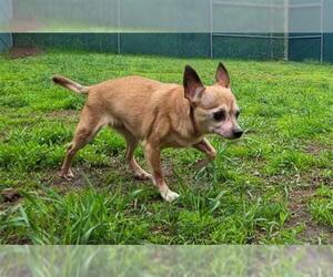 Chihuahua Dogs for adoption in Springfield, MA, USA