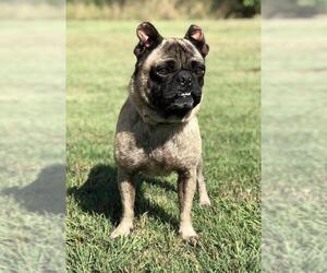Pug Dogs for adoption in Austin, TX, USA