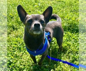 Chihuahua-Unknown Mix Dogs for adoption in Boston, MA, USA