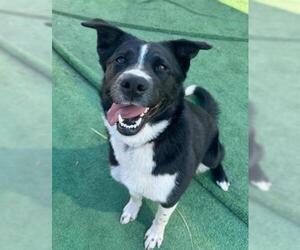 Border Collie-Unknown Mix Dogs for adoption in Redlands, CA, USA