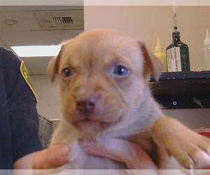 American Pit Bull Terrier Dogs for adoption in Sacramento, CA, USA