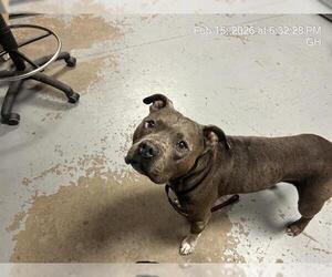 American Pit Bull Terrier Dogs for adoption in Ocala, FL, USA