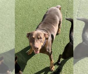 Doberman Pinscher Dogs for adoption in San Francisco, CA, USA