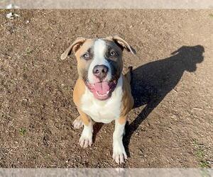 Mutt Dogs for adoption in Orange, CA, USA