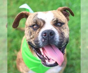 American Bulldog Dogs for adoption in San Antonio, TX, USA