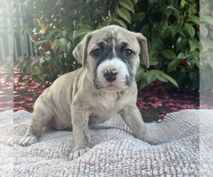 American Pit Bull Terrier-Unknown Mix Dogs for adoption in Bellevue, WA, USA