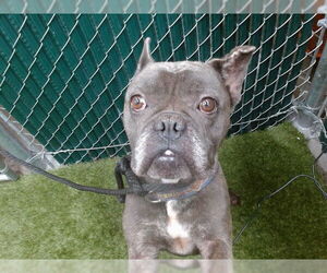 French Bulldog Dogs for adoption in Downey, CA, USA