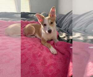 Australian Shepherd-Unknown Mix Dogs for adoption in New Oxford , PA, USA