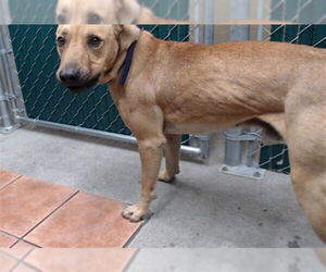German Shepherd Dog-Unknown Mix Dogs for adoption in Downey, CA, USA