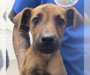 American Pit Bull Terrier-Labrador Retriever Mix Dogs for adoption in San Bernardino, CA, USA
