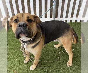 Mastiff-Unknown Mix Dogs for adoption in Modesto, CA, USA