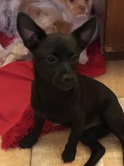 Chihuahua-Schipperke Mix Dogs for adoption in Chatsworth, CA, USA