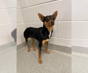 Miniature Pinscher-Unknown Mix Dogs for adoption in Randleman, NC, USA