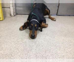 Doberman Pinscher Dogs for adoption in Riverside, CA, USA