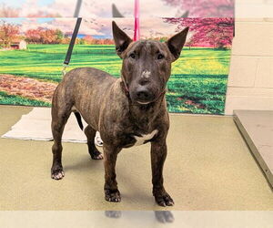 Bull Terrier-Unknown Mix Dogs for adoption in Moreno Valley, CA, USA