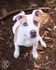 American Staffordshire Terrier Dogs for adoption in Eugene , OR, USA