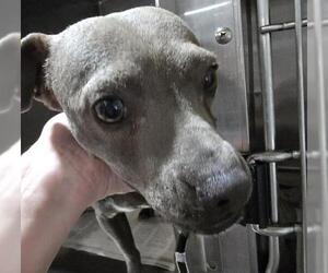 Chihuahua Dogs for adoption in Bakersfield, CA, USA