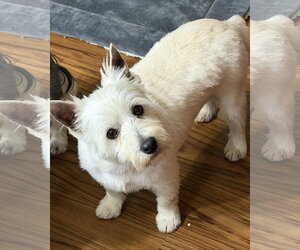 Mutt Dogs for adoption in Sioux Falls, SD, USA
