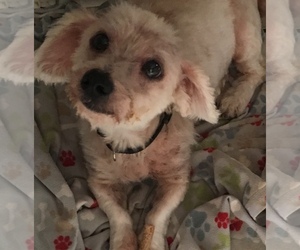 Schweenie Dogs for adoption in bloomington, IL, USA