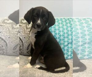 Beagle Dogs for adoption in Pryor, OK, USA