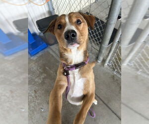 Labrador Retriever Dogs for adoption in Palmetto, FL, USA