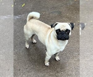 Pug Dogs for adoption in Dana Point, CA, USA