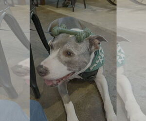 American Pit Bull Terrier-Unknown Mix Dogs for adoption in Spotsylvania, VA, USA