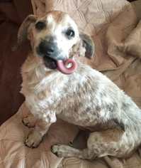 Medium Photo #1 Doxle Puppy For Sale in Williamson, WV, USA