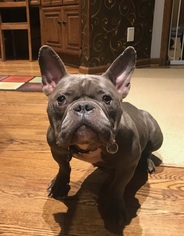 French Bulldog Dogs for adoption in Plymouth, MN, USA