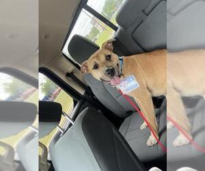 American Staffordshire Terrier-Unknown Mix Dogs for adoption in San Antonio, TX, USA