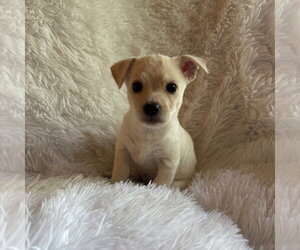 Chihuahua-Unknown Mix Dogs for adoption in Chico, CA, USA