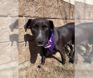 Labrador Retriever Dogs for adoption in Tulsa, OK, USA