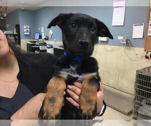 Mutt Dogs for adoption in Riverside, CA, USA