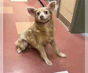 Mutt Dogs for adoption in Martinez, CA, USA