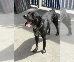 Labrador Retriever-Unknown Mix Dogs for adoption in Alameda, CA, USA