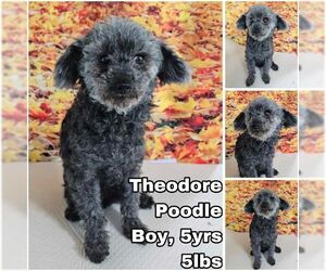Mutt Dogs for adoption in Seattle, WA, USA