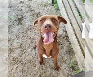 Labrador Retriever-Unknown Mix Dogs for adoption in Williston, FL, USA