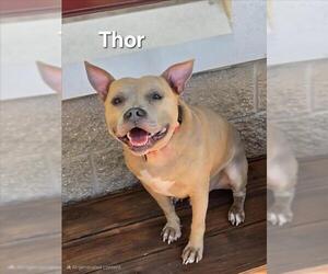 American Pit Bull Terrier Dogs for adoption in Derwood, MD, USA