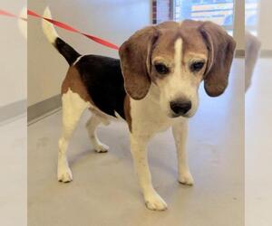 Beagle Dogs for adoption in Lincoln, NE, USA