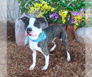 American Pit Bull Terrier-Unknown Mix Dogs for adoption in Oklahoma City, OK, USA