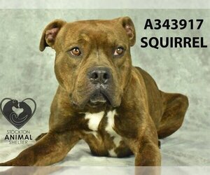 American Pit Bull Terrier-Unknown Mix Dogs for adoption in Stockton, CA, USA